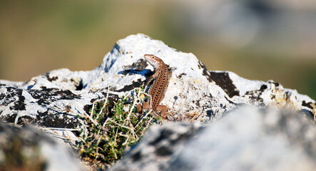 Lizard on the rock