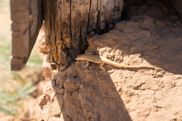 a small lizard with a long tail sits on the ground