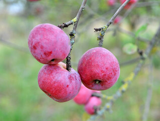 Apples ripen on the tree branch