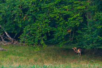 FALLOW DEER  (Dama dama)