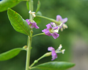 Flowering Lycium barbarum