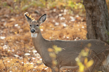 A large female deer stands attentively staring. The animal has a brown body with white on its chin and belly. The wild deer has large pointy ears, dark nose and eyes with autumn foliage.