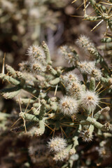 Immature green spiny dry indehiscent fruit of Slender Cholla, Cylindropuntia Ramosissima, Cactaceae, native androgyne perennial shrub near Twentynine Palms, Southern Mojave Desert, Summer.