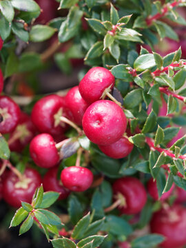 Gaulth&eacute;rie mucron&eacute;e ou palommier, arbrisseau rampant au feuillage coriace, pointu, brillant, vert sombre et bronze et petites baies charnues, d&eacute;coratives, rouge magenta en automne