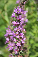 Lythrum salicaria grows on the riverbank