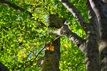 Old park with huge beech trees.