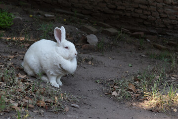 White rabbit resting in the shadow