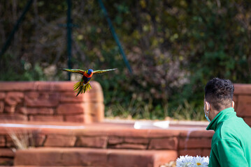 exhibición de aves exóticas en zoo Madrid, este ave es el Loris Arco Iris(Trichoglossus haematodus) © Joaquin Daban