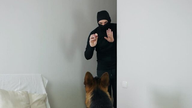 Burglary and entry for the purpose of committing a crime. A masked thief sneaks into the apartment and tries to persuade the German shepherd dog with sausage