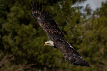 águila calva (Haliaeetus leucocephalus), capturada en pleno vuelo.