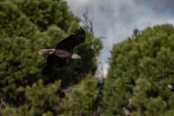 águila calva (Haliaeetus leucocephalus), capturada en pleno vuelo.