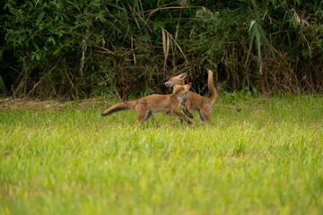 jeu de renard 