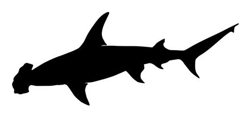 hammerhead shark silhouette vector - obrazy, fototapety, plakaty