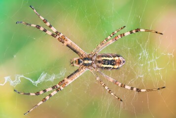 spider on a web