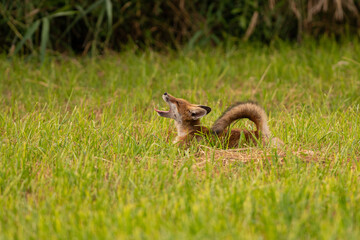 renard coucher