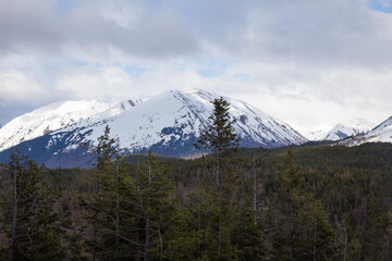 Pine forest with snowy mountains under clouds in Alaska