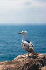 Seagul on rocks with sea in the background side view