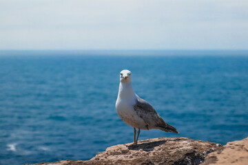 Seagul on rocks with sea in the background front view
