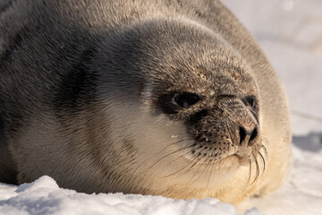 A large wild grey harp seal lays on an ice pan with its face looking into the sun. The animal has long whiskers, dark eyes, soft grey fur, dark gray spots and a black nose. The sun is shining on fur.