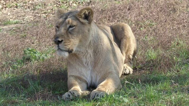 Asiatic lioness (Panthera leo persica). A critically endangered species.