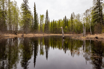 Fototapeta na wymiar Green forest reflecting in pond during spring season in Alaska