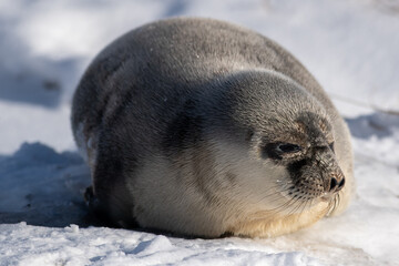 Obraz premium A large wild grey harp seal lays on an ice pan with its face looking into the sun. The animal has long whiskers, dark eyes, soft grey fur, dark gray spots and a black nose. The sun is shining on fur.