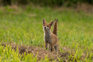 renard 
