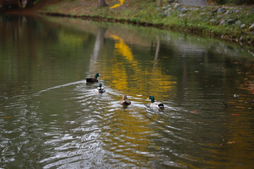 Ducks swimming in lake during autumn