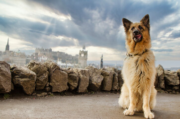 German Shepherd Dog Sitting with City in Distance