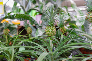Green ornamental mini pineapple plant in a store. Shopping for exotic trendy home pot flowers concept. Selective focus copy space