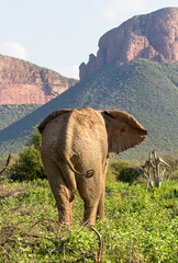 A lone African elephant walks through the shrub in Soth Africa.