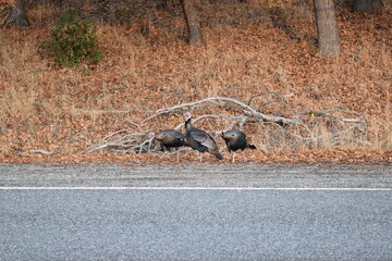 wild turkeys on the side of the road