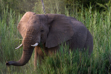 A lone African elephant walks through the shrub in Soth Africa.
