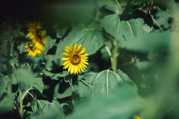 Wonderful sunflower in bokeh helios
