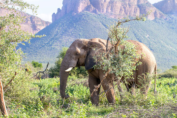 A lone African elephant walks through the shrub in Soth Africa.