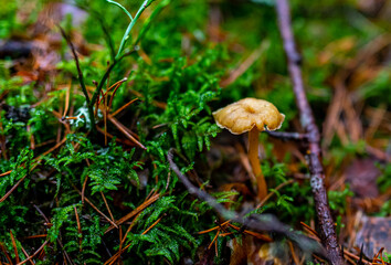 mushroom in the forest