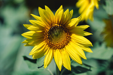 Wonderful sunflower in bokeh helios