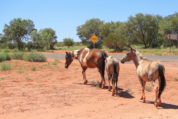 Wild horses on roads of Australia. Horses graze near the highway