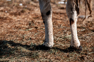 alpaca legs