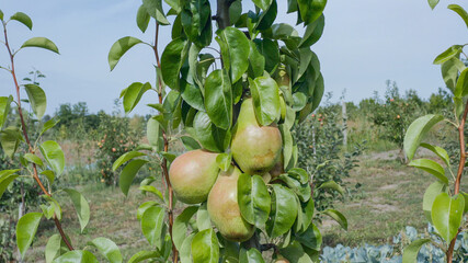 Big pear fruits on a branch. Pear fruit hanging from the branches of a pear tree. Pear variety Maria