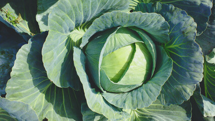 Obraz premium Large green white cabbage STORIDOR F1 in the garden