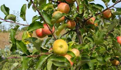 Organic apples hanging from a tree branch in an apple orchard. Red apples on a tree. Winter variety of apples Champion.