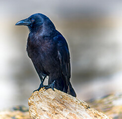 Black Crow