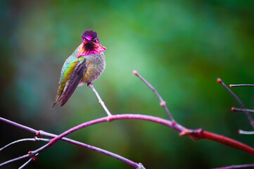 Anna Hummingbird perched on a branch