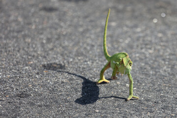 Lappenchamäleon / Flap-necked chameleon / Chamaeleo dilepis.