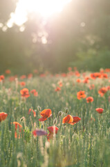 Obraz premium Delightful beautiful poppies flowers at evening sunset.