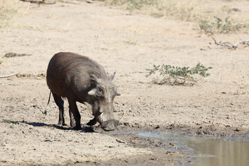Warzenschwein / Warthog / Phacochoerus africanus