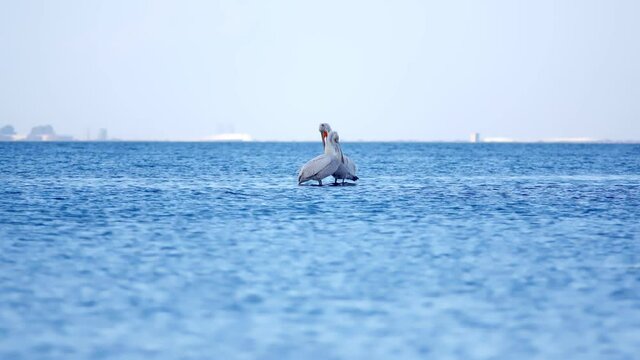 Pelicans. This video features two pelicans swimming in the ocean. It is a beautiful sunny day and the two birds are standing close in the ocean.