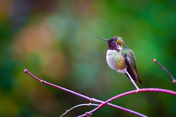 Fototapeta na wymiar Anna Hummingbird perched on a branch