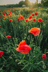 Obraz premium Delightful beautiful poppies flowers at evening sunset.